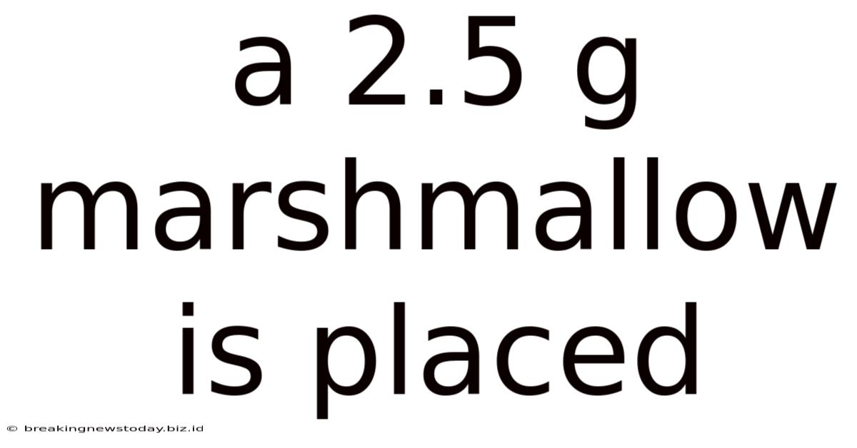 A 2.5 G Marshmallow Is Placed