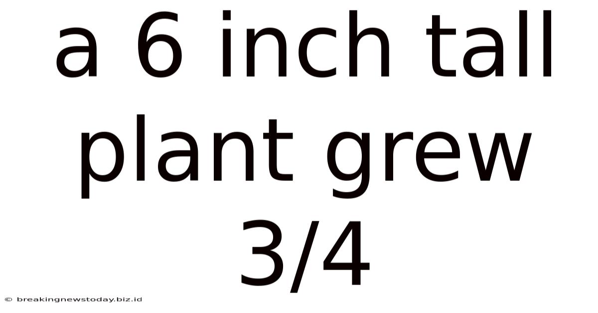 A 6 Inch Tall Plant Grew 3/4