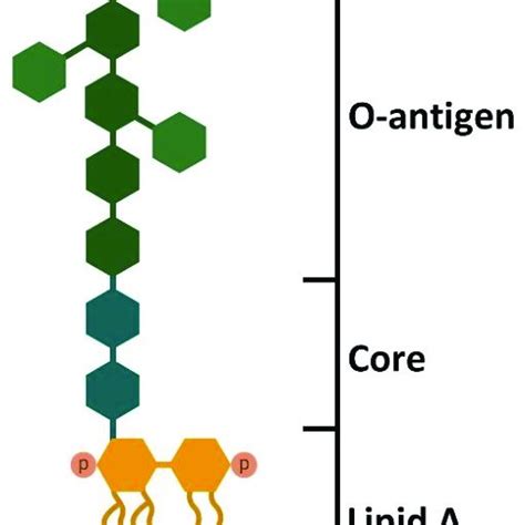 A Complicated Molecule Derived Or Made From Lipids