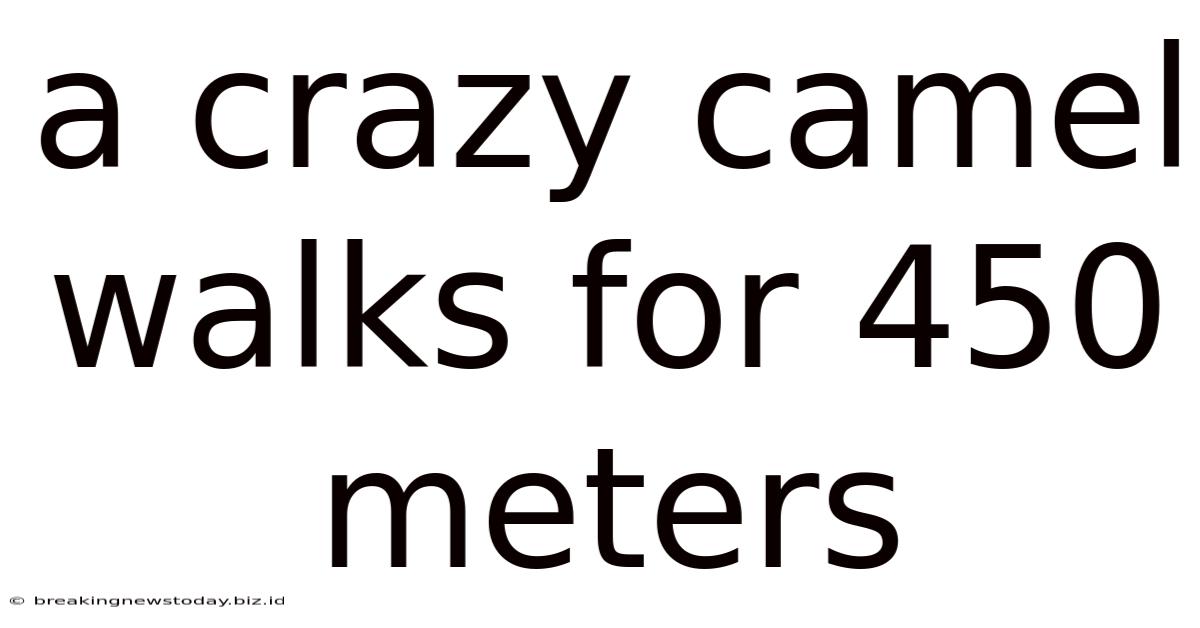 A Crazy Camel Walks For 450 Meters