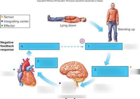 A Decrease In Blood Pressure May Indicate Quizlet