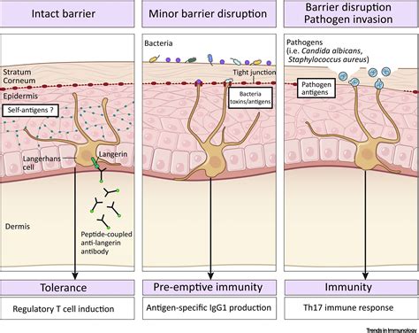 A Dendritic Or Langerhans Cell Is A Specialized ________.