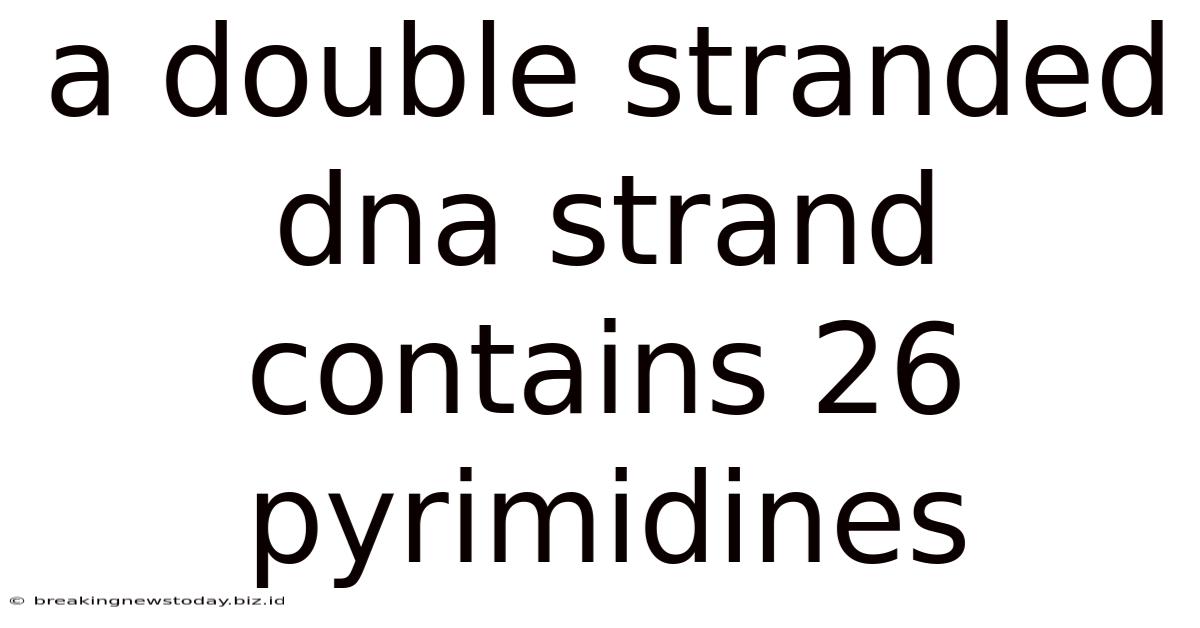 A Double Stranded Dna Strand Contains 26 Pyrimidines