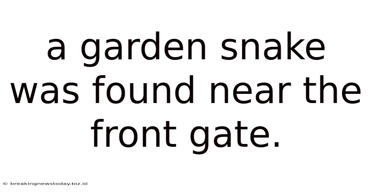 A Garden Snake Was Found Near The Front Gate.