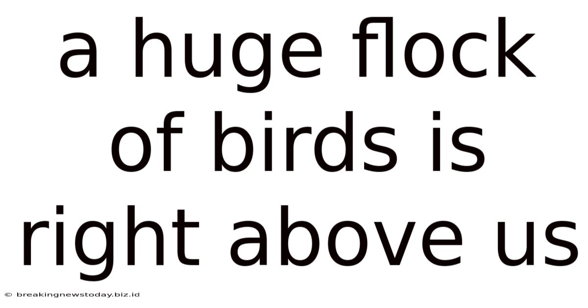A Huge Flock Of Birds Is Right Above Us