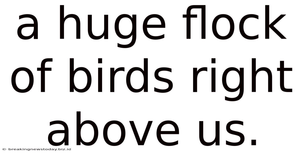 A Huge Flock Of Birds Right Above Us.