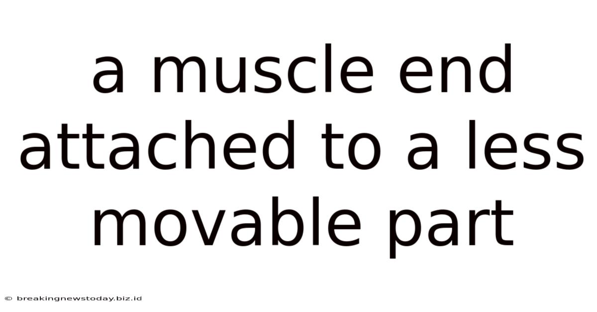 A Muscle End Attached To A Less Movable Part