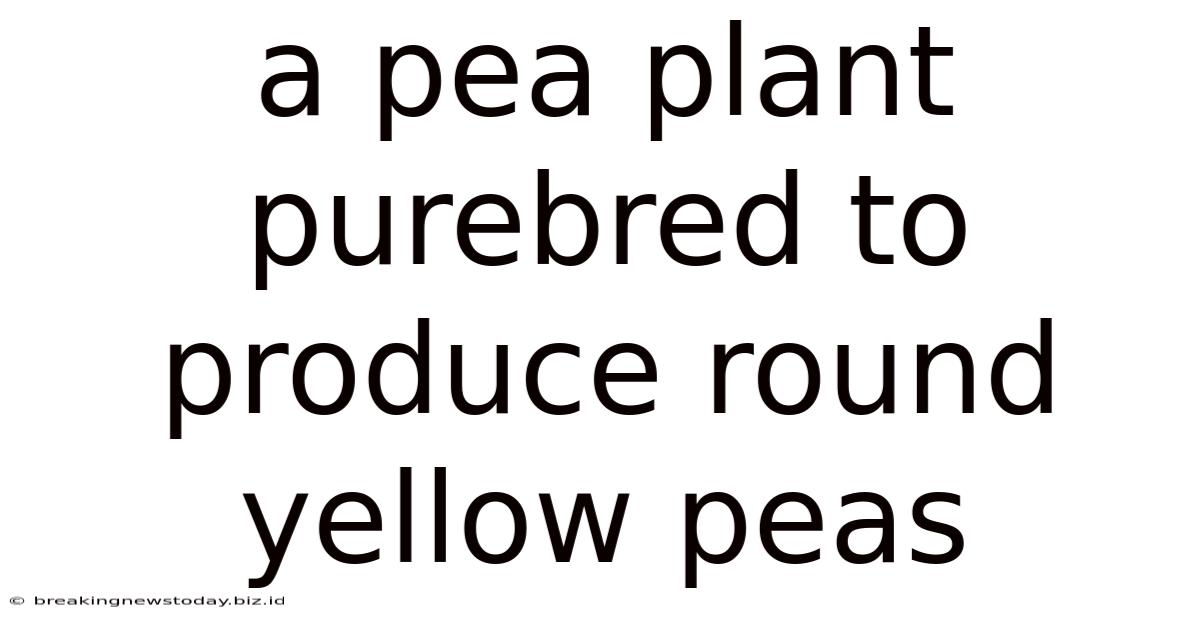 A Pea Plant Purebred To Produce Round Yellow Peas