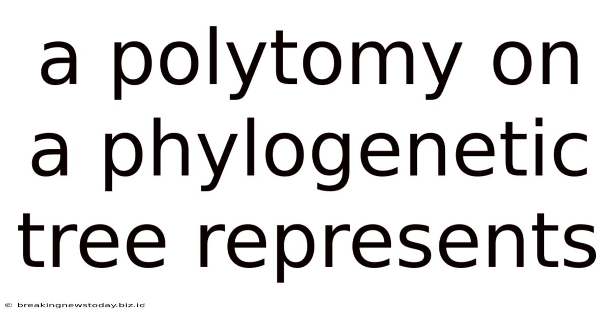 A Polytomy On A Phylogenetic Tree Represents