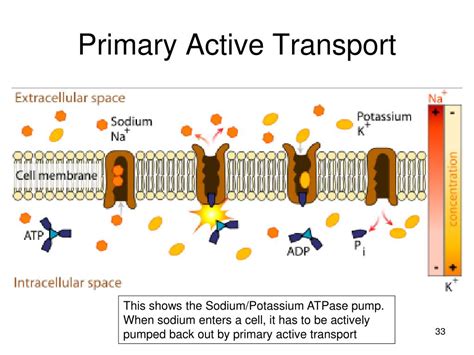 A Primary Active Transport Process Is One In Which