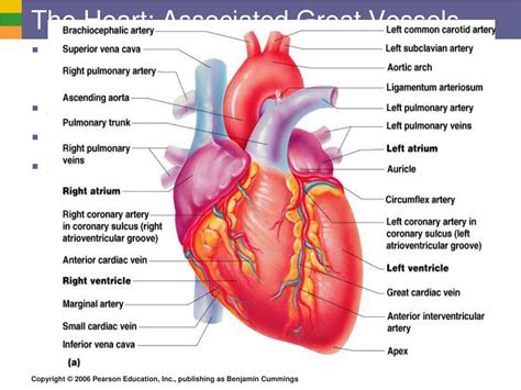 A Recording Of The Heart And Great Vessels