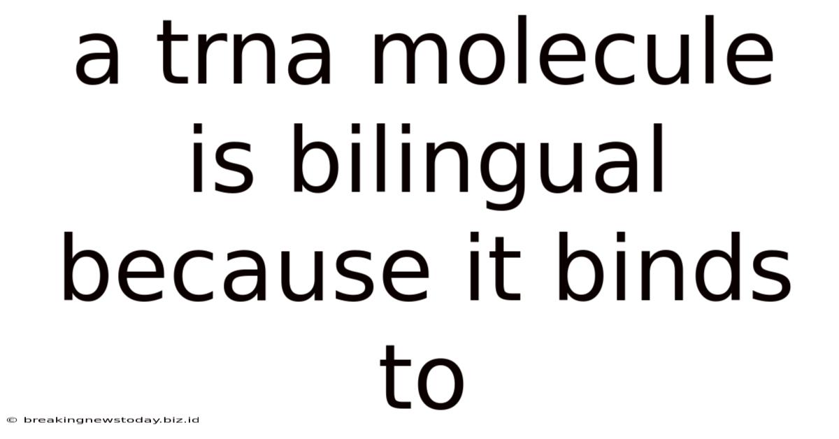 A Trna Molecule Is Bilingual Because It Binds To