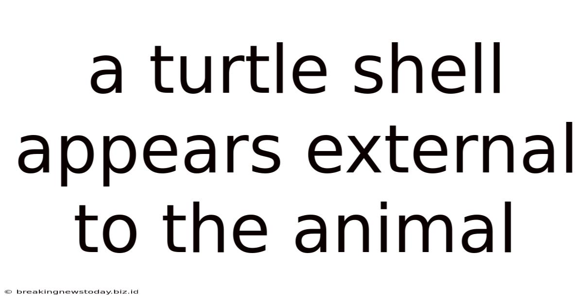 A Turtle Shell Appears External To The Animal