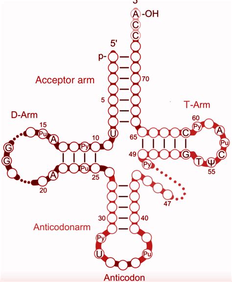 A Typical Trna Molecule Is Blank______ Bases Long.