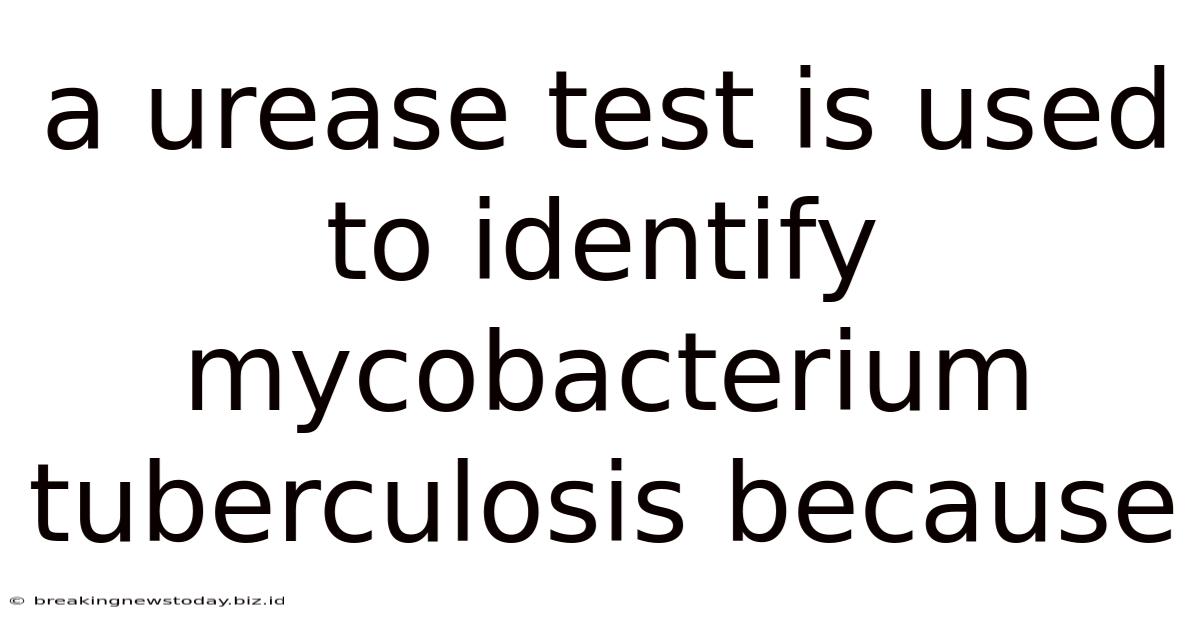 A Urease Test Is Used To Identify Mycobacterium Tuberculosis Because