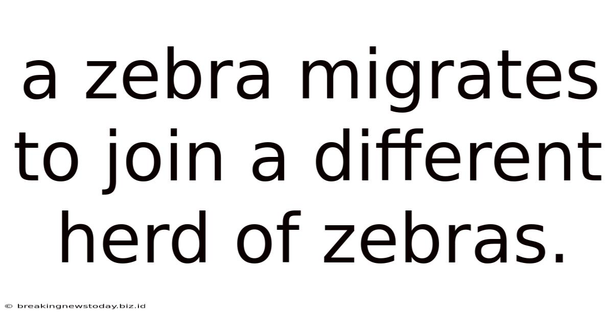 A Zebra Migrates To Join A Different Herd Of Zebras.