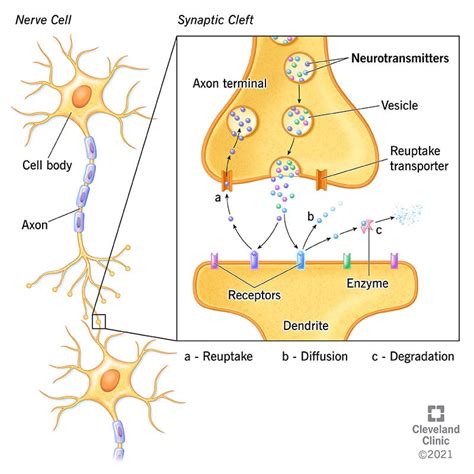 Abnormally Low Levels Of The Neurotransmitter Serotonin Are Associated With