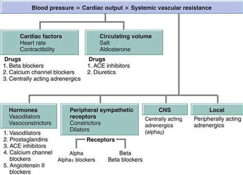 Ace Inhibitor Medications Lower Blood Pressure By Quizlet