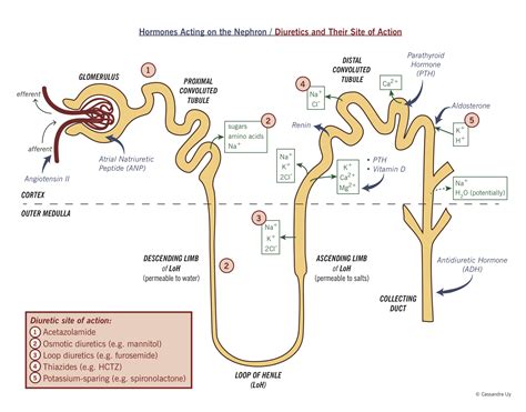 Adh Causes The Reabsorption Of ________ In The Kidney Tubule.