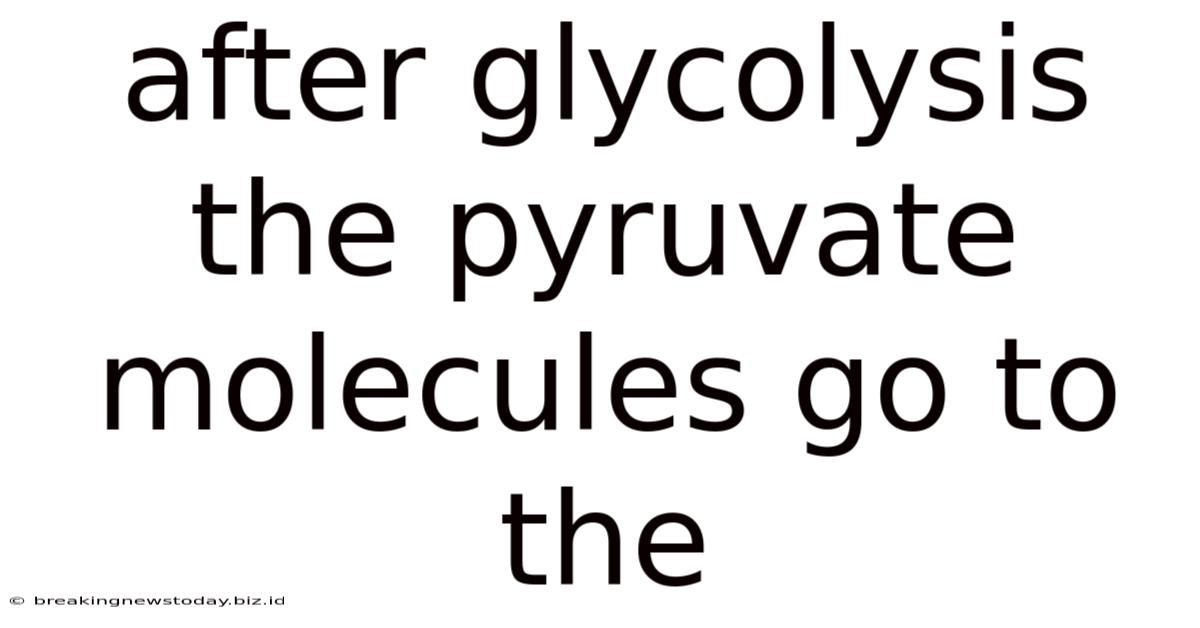 After Glycolysis The Pyruvate Molecules Go To The