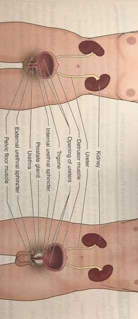 Alterations In Kidney Function And Elimination Quizlet