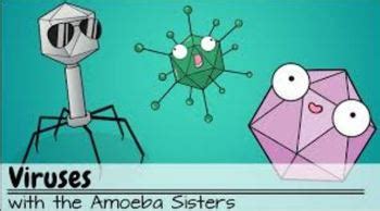 Amoeba Sisters Video Recap Viruses Answer Key Quizlet