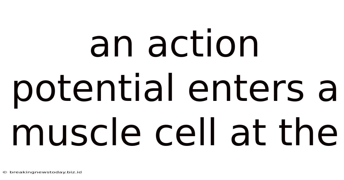 An Action Potential Enters A Muscle Cell At The
