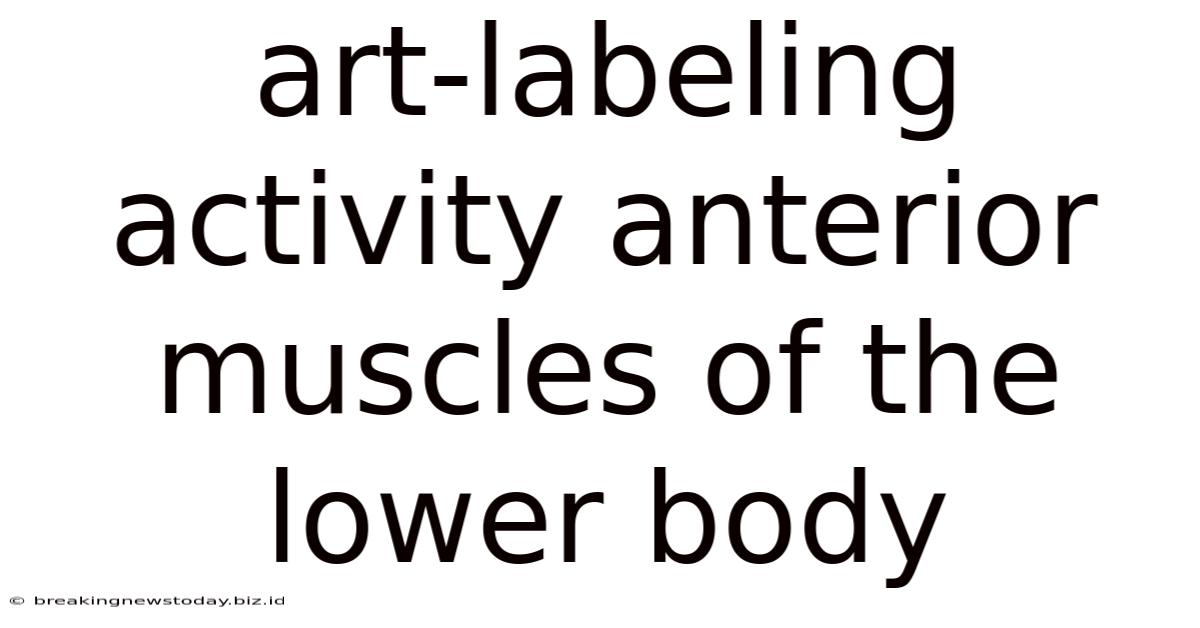 Art-labeling Activity Anterior Muscles Of The Lower Body