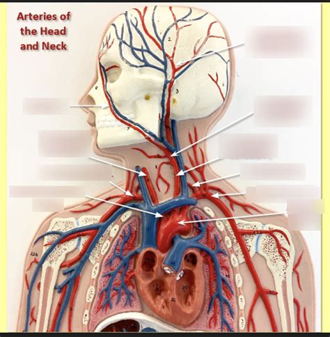 Arteries Of The Head And Neck Quizlet