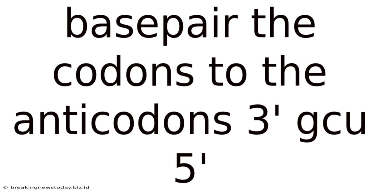 Basepair The Codons To The Anticodons 3' Gcu 5'