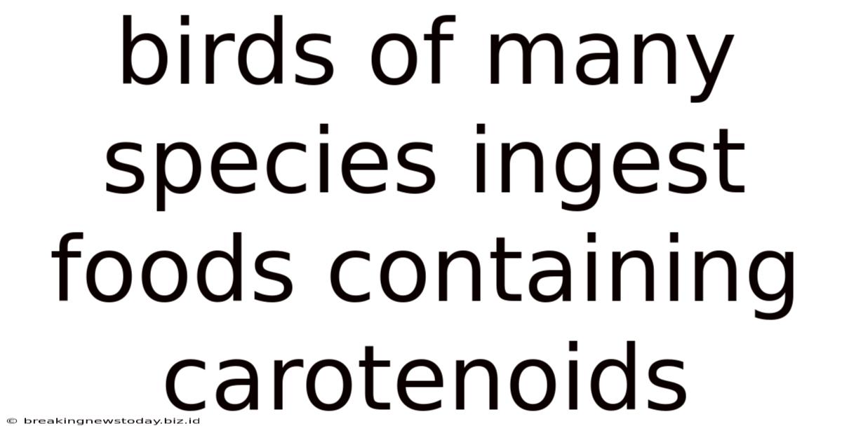 Birds Of Many Species Ingest Foods Containing Carotenoids