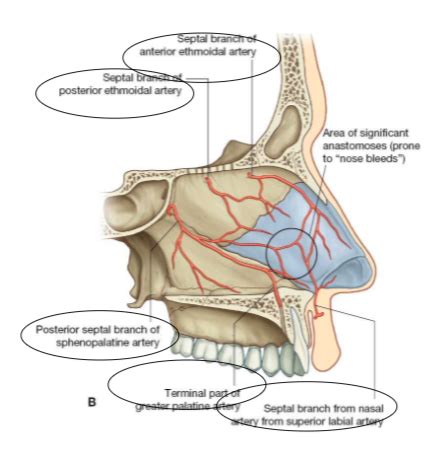 Bleeding From The Nose Following Head Trauma: Quizlet