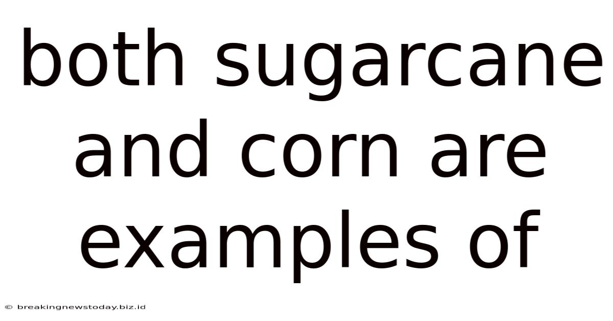 Both Sugarcane And Corn Are Examples Of