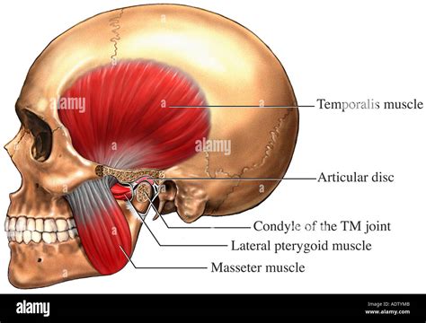 Both The Knee And The Temporomandibular Joints ________.