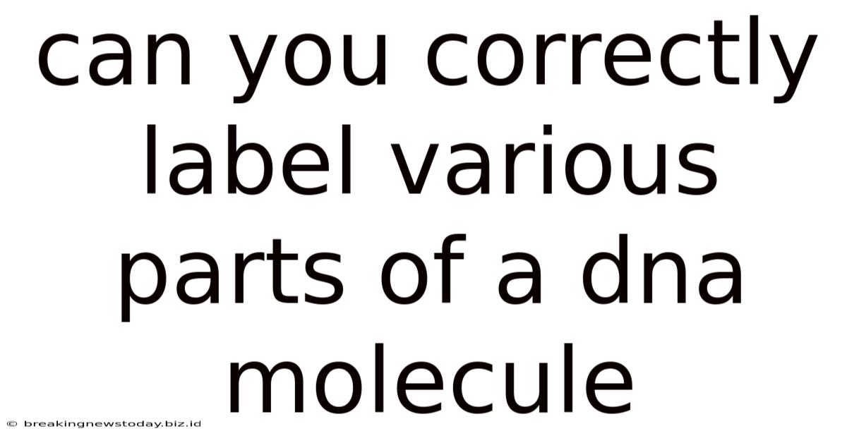 Can You Correctly Label Various Parts Of A Dna Molecule