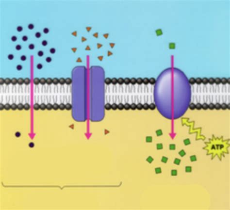 Cell Membrane And Transport Types Of Transporter Proteins Labster Quizlet