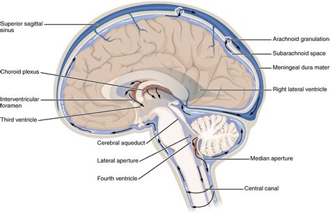 Check All Items That Are A Function Of Cerebrospinal Fluid