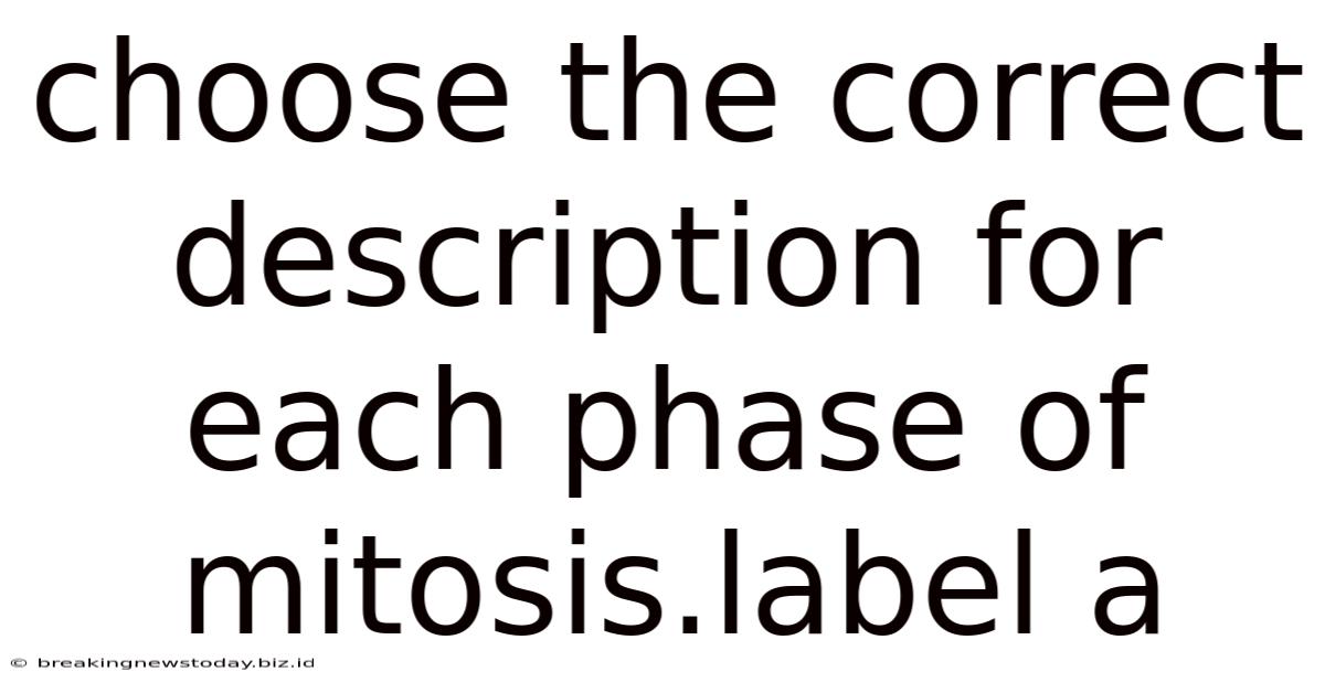 Choose The Correct Description For Each Phase Of Mitosis.label A