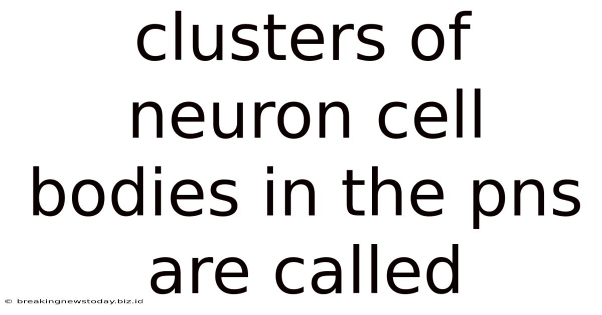 Clusters Of Neuron Cell Bodies In The Pns Are Called
