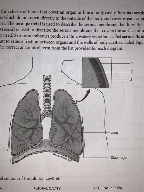 Collection Of Pus In The Pleural Cavity Quizlet