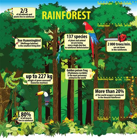 Compare The Different Conservation Efforts Being Applied To Protect Rainforests