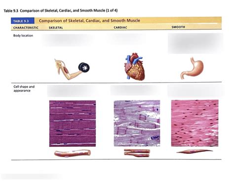 Compared To Skeletal Muscle Cardiac Muscle Quizlet