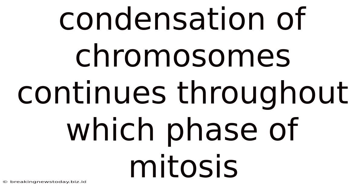 Condensation Of Chromosomes Continues Throughout Which Phase Of Mitosis