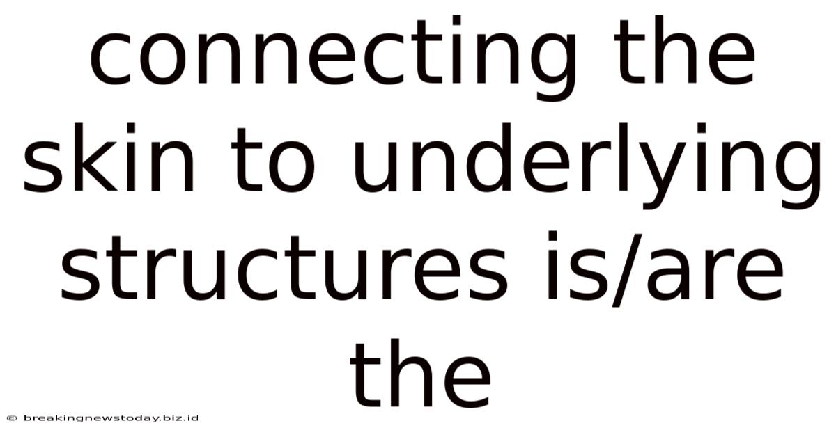Connecting The Skin To Underlying Structures Is/are The