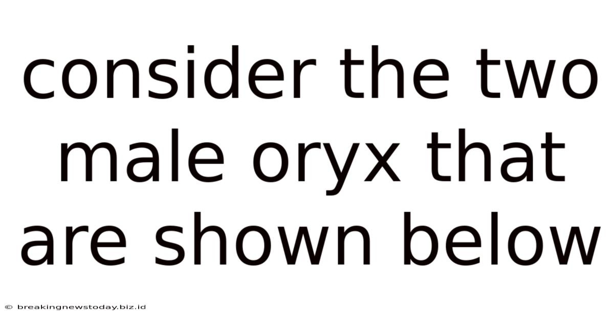 Consider The Two Male Oryx That Are Shown Below