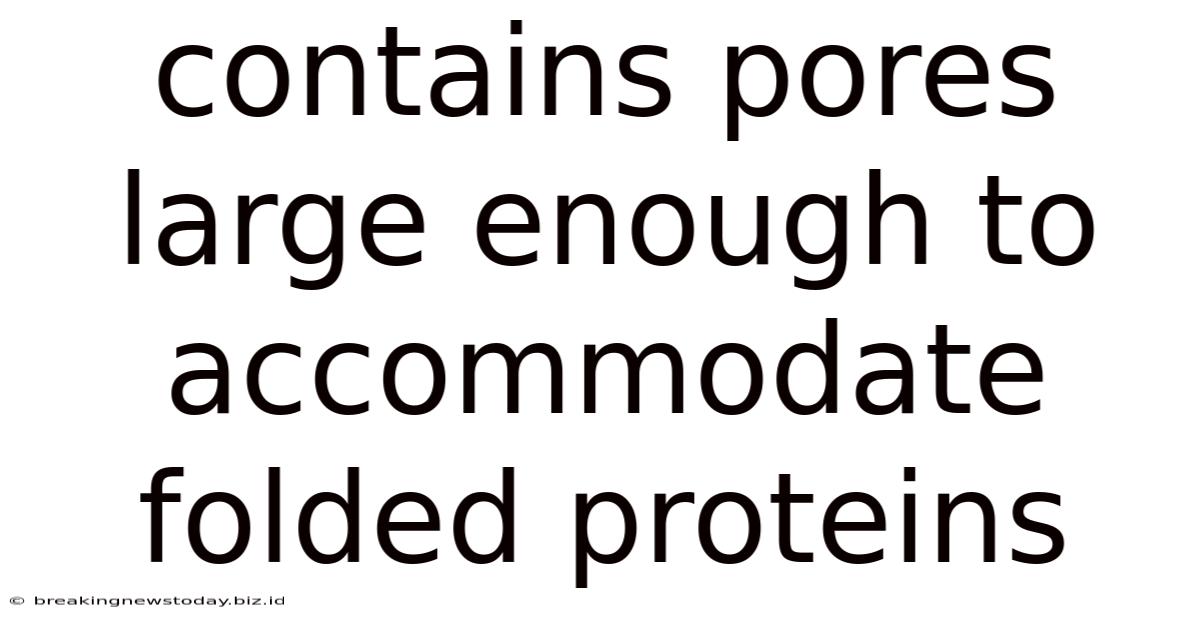 Contains Pores Large Enough To Accommodate Folded Proteins
