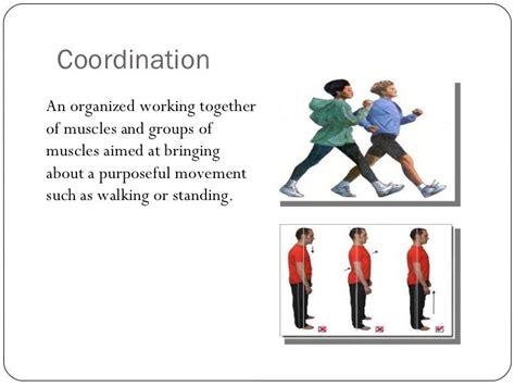 Coordination Of Balance And Body Movement Is Controlled By The