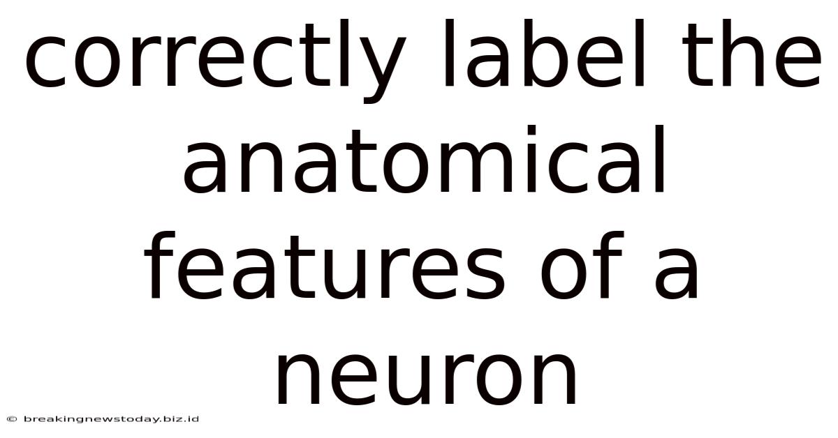 Correctly Label The Anatomical Features Of A Neuron