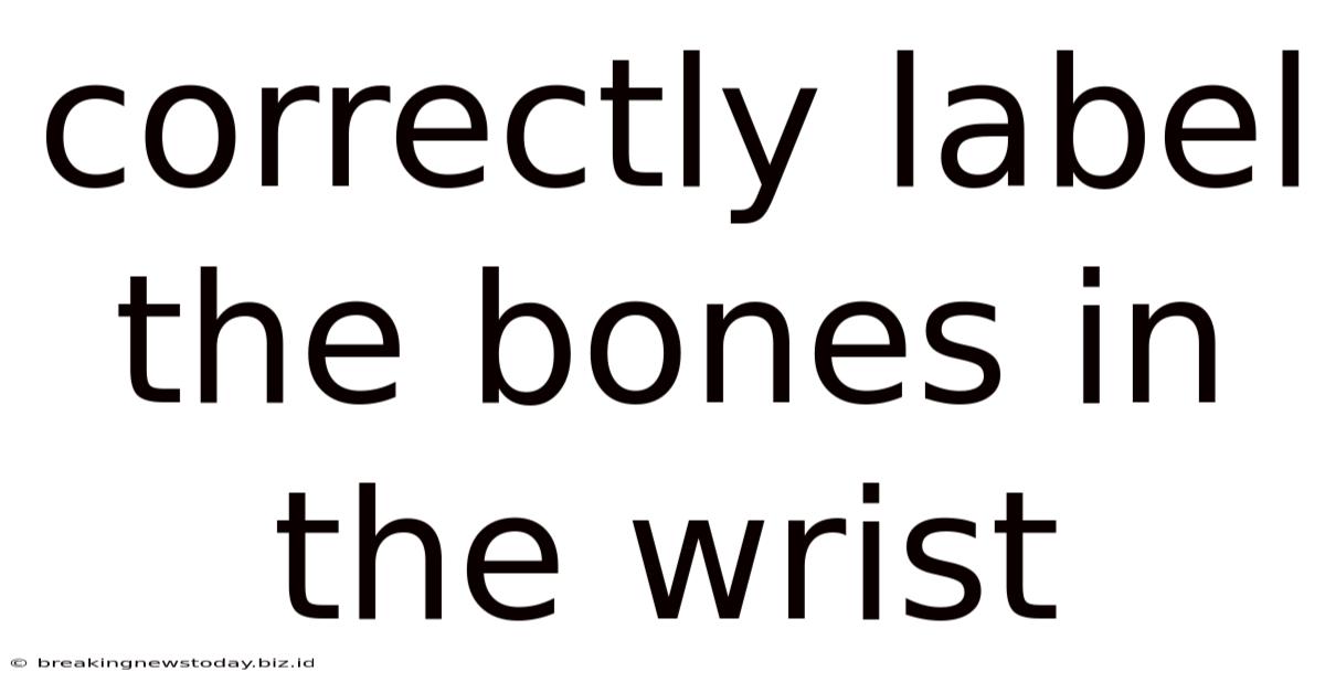 Correctly Label The Bones In The Wrist