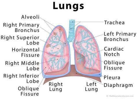 Correctly Label The Components Of The Lungs